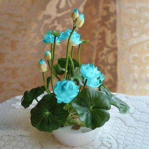 Natural Lotus Bonsai Seeds Grow in Any Season Mix Color (With instruction how to plant)