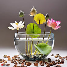 Load image into Gallery viewer, Natural Lotus Bonsai Seeds Grow in Any Season Mix Color (With instruction how to plant)
