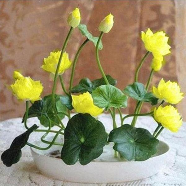 bonsai lotus flower seeds Natural Lotus Bonsai Seeds Grow in Any Season Mix Color (With instruct – Mobikarts
