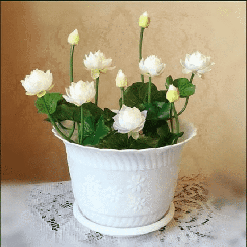 Natural Lotus Bonsai Seeds Grow in Any Season Mix Color (With instruction how to plant)