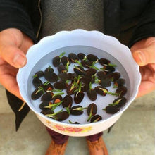 Load image into Gallery viewer, Natural Lotus Bonsai Seeds Grow in Any Season Mix Color (With instruction how to plant)
