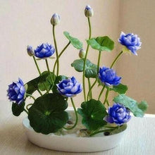 Load image into Gallery viewer, Natural Lotus Bonsai Seeds Grow in Any Season Mix Color (With instruction how to plant)
