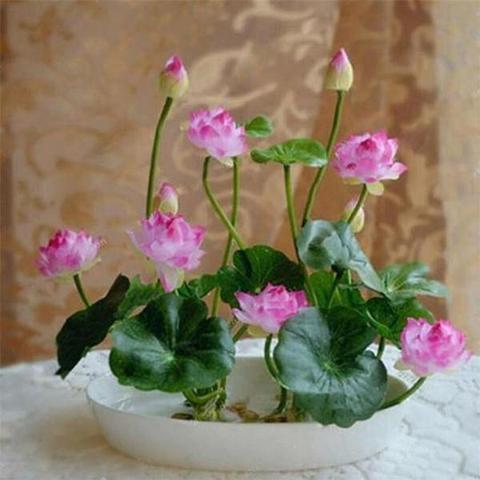 Natural Lotus Bonsai Seeds Grow in Any Season Mix Color (With instruction how to plant)