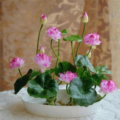 Natural Lotus Bonsai Seeds Grow in Any Season Mix Color (With instruction how to plant)