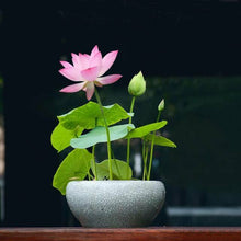 Load image into Gallery viewer, Natural Lotus Bonsai Seeds Grow in Any Season Mix Color (With instruction how to plant)
