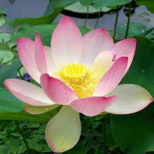 Load image into Gallery viewer, Natural Lotus Bonsai Seeds Grow in Any Season Mix Color (With instruction how to plant)
